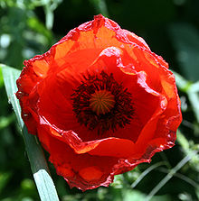 220px-Coquelicot_fleur