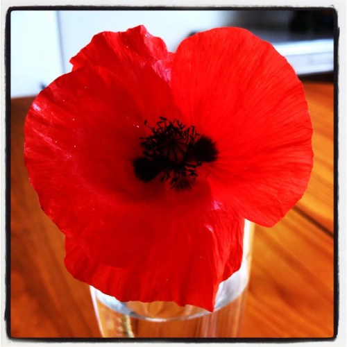 11391388_10204505527699773_5850492684953211065_n